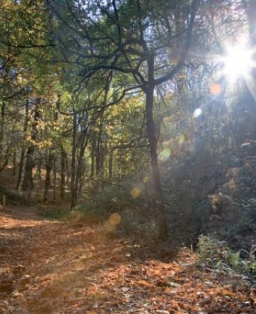 Bosque de Pacios