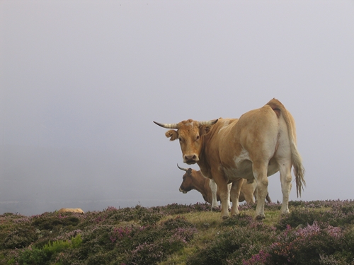 Ganado vacuno en la Sierra de la Bobia