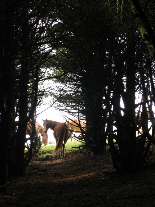 Caballos en la Sierra de la Bobia